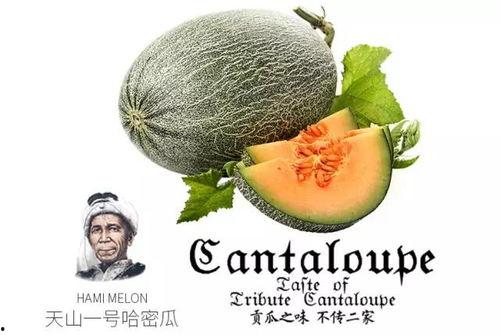 娱乐吃瓜项目推荐,那些你不知道的幕后吃瓜故事