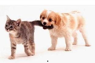 娱乐吃瓜酱爸爸的宠物,揭秘明星宠物的趣味生活